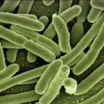 E. coli Contamination